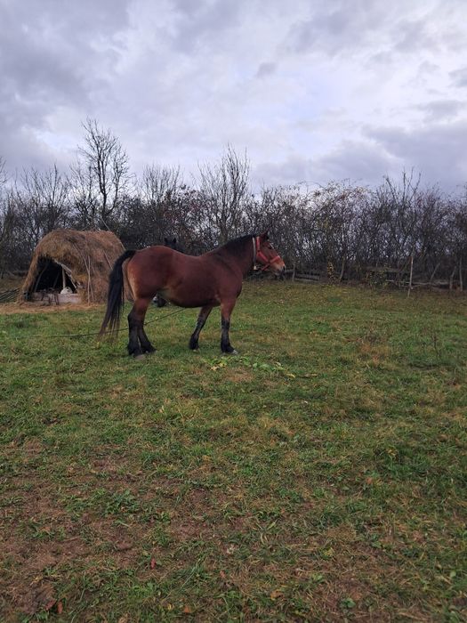 Iapa de vanzare  Floresti