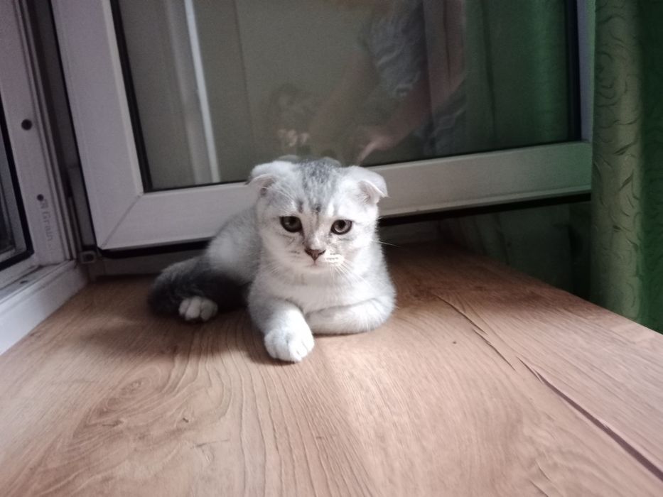 Шотландские котята