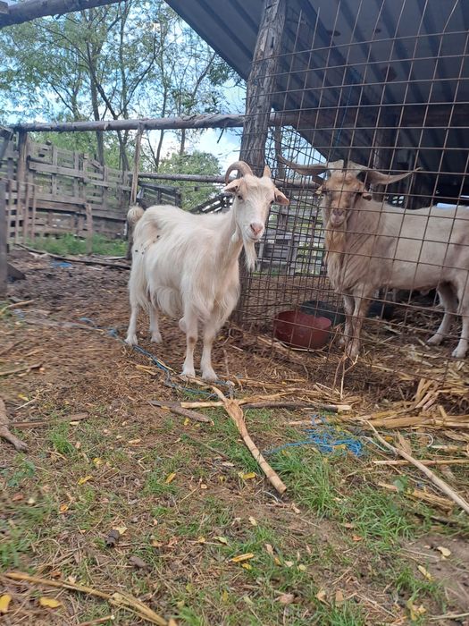 Vând 2 capre și un țap