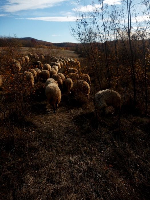 Vind oi toată turma