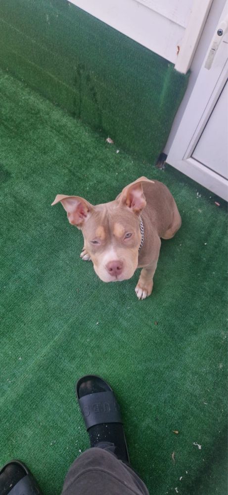 American bully  Tri lilac