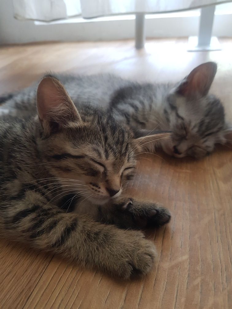 Котята от БРИТАНСКОЙ кошки