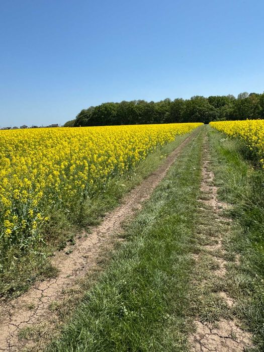 Teren Intravilan Dascalu Ilfov 13500 m2