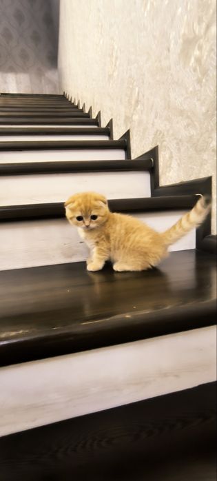 Продаётся чистокровный котята золотая шиншилла