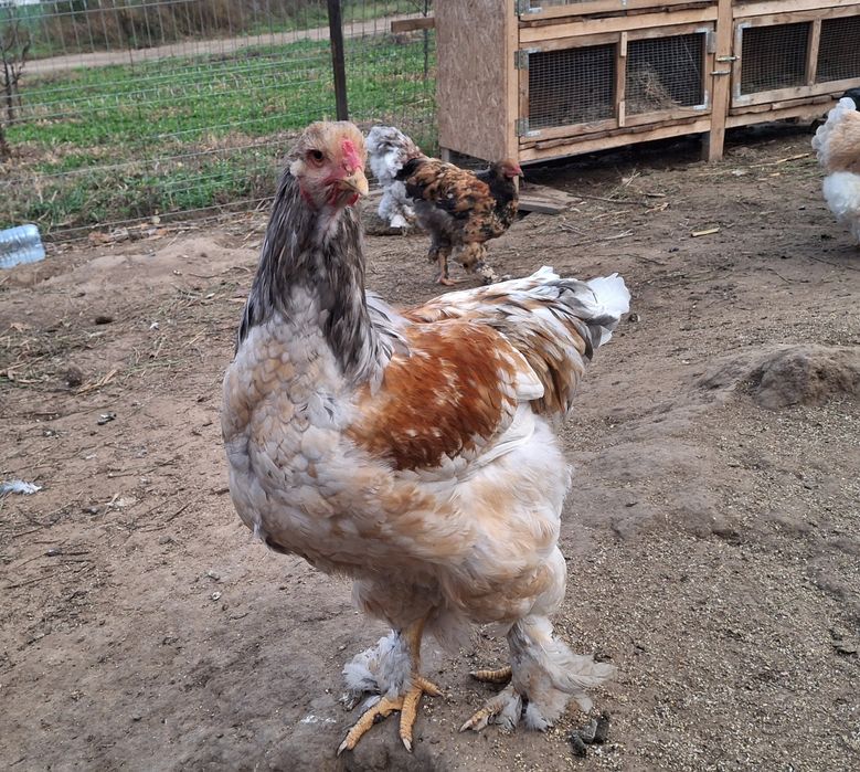 Cocosi brahma de vanzare