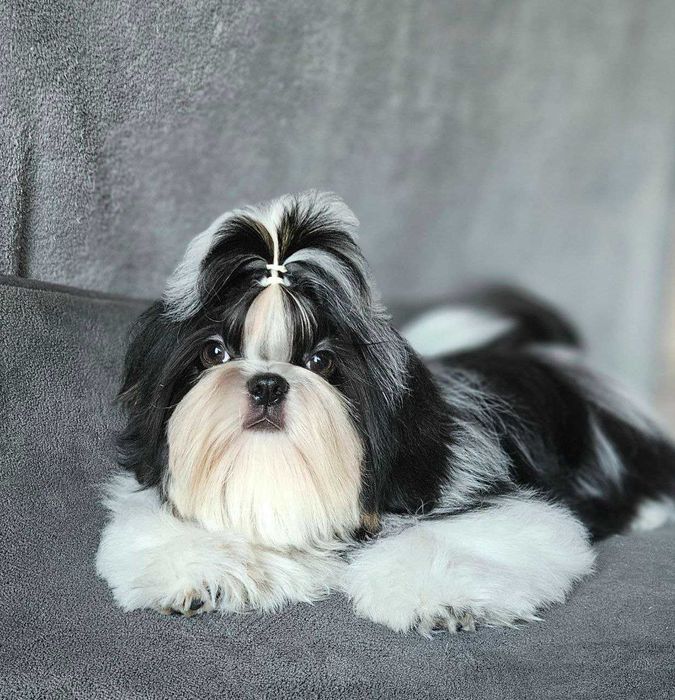 Băiat Shih Tzu în vârstă de 6 luni