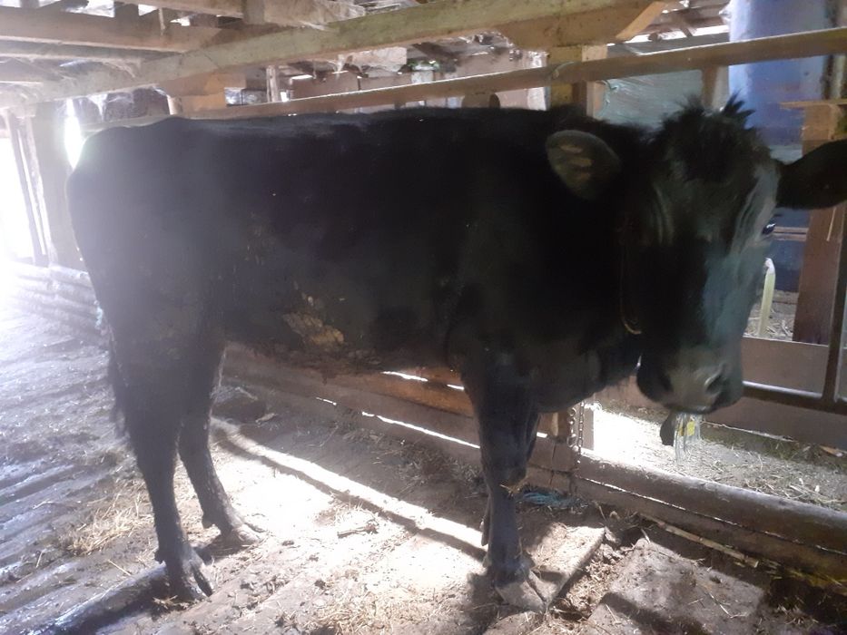 Vand vițea black angus