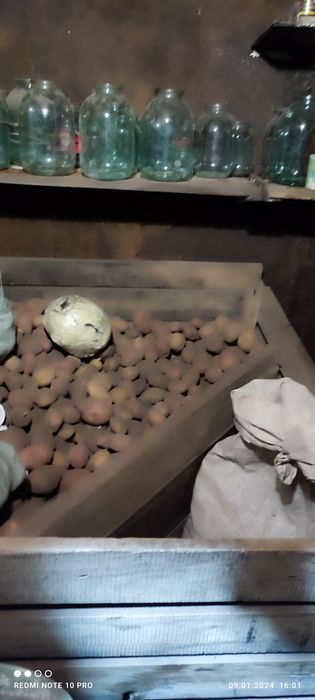 Продам картофель