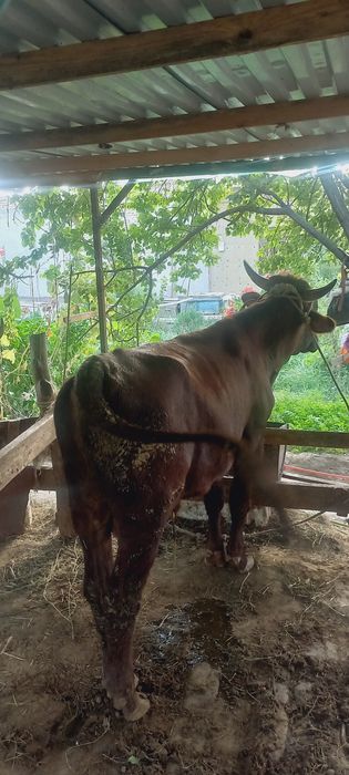 Buqa sotiladi boqildigan Бука