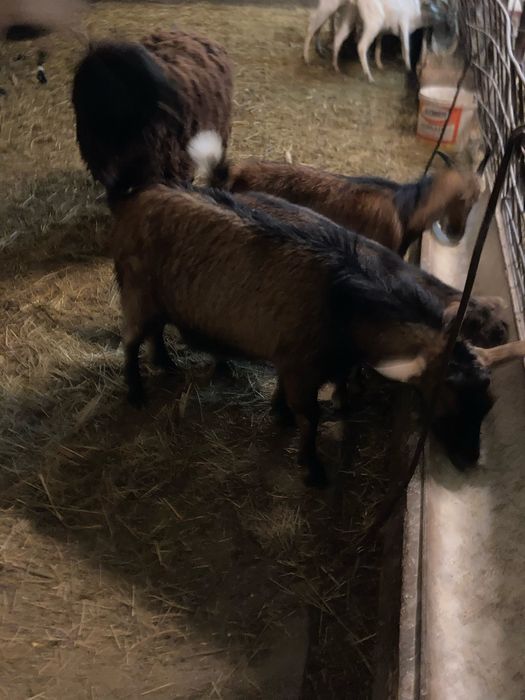 Tapi de prasile boier si alpin francez