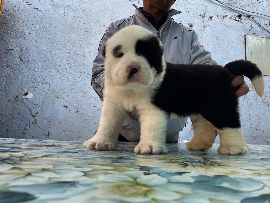 Щенок алабая ( супер Гигант )