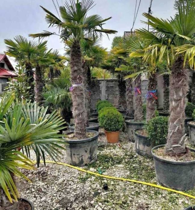 Plange ornamentale de diferite varietatii