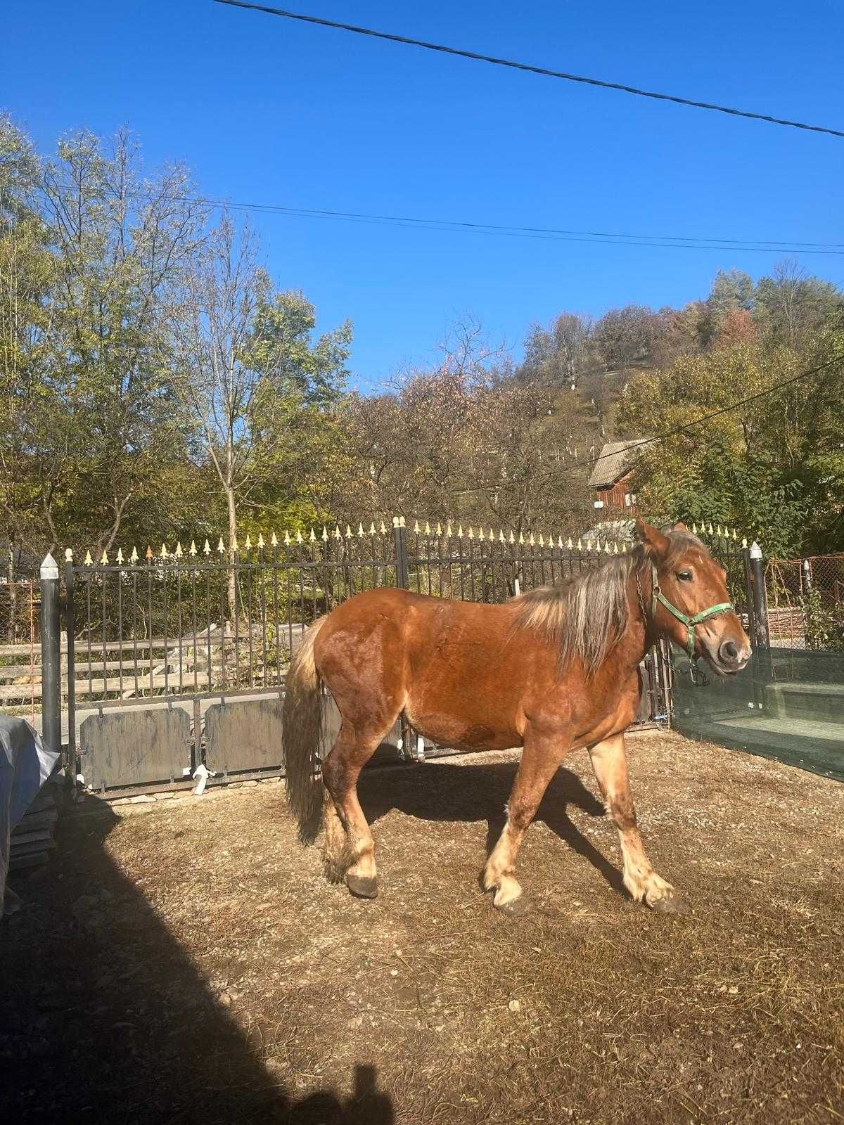 Vând mânză de doi ani