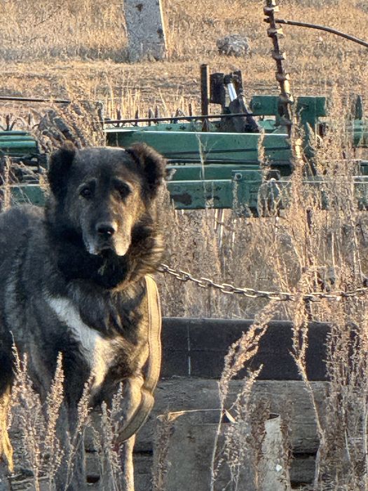 Алабай күшігі сатылады еркек
