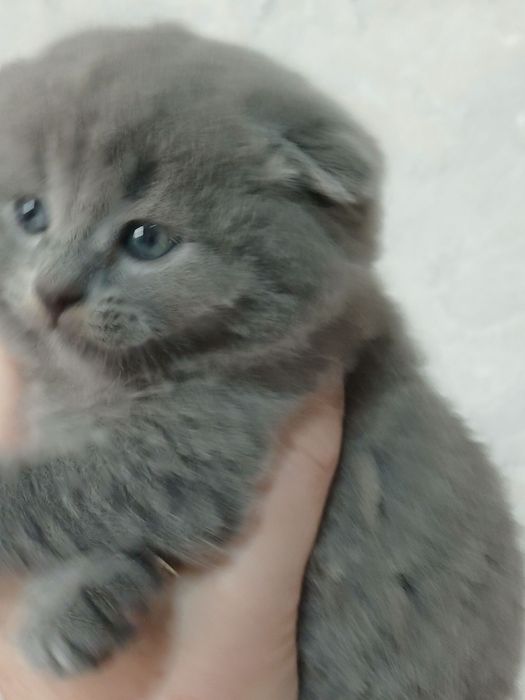 Продаются породистые  шотландские  котята  Скотиш  фолд и страйт