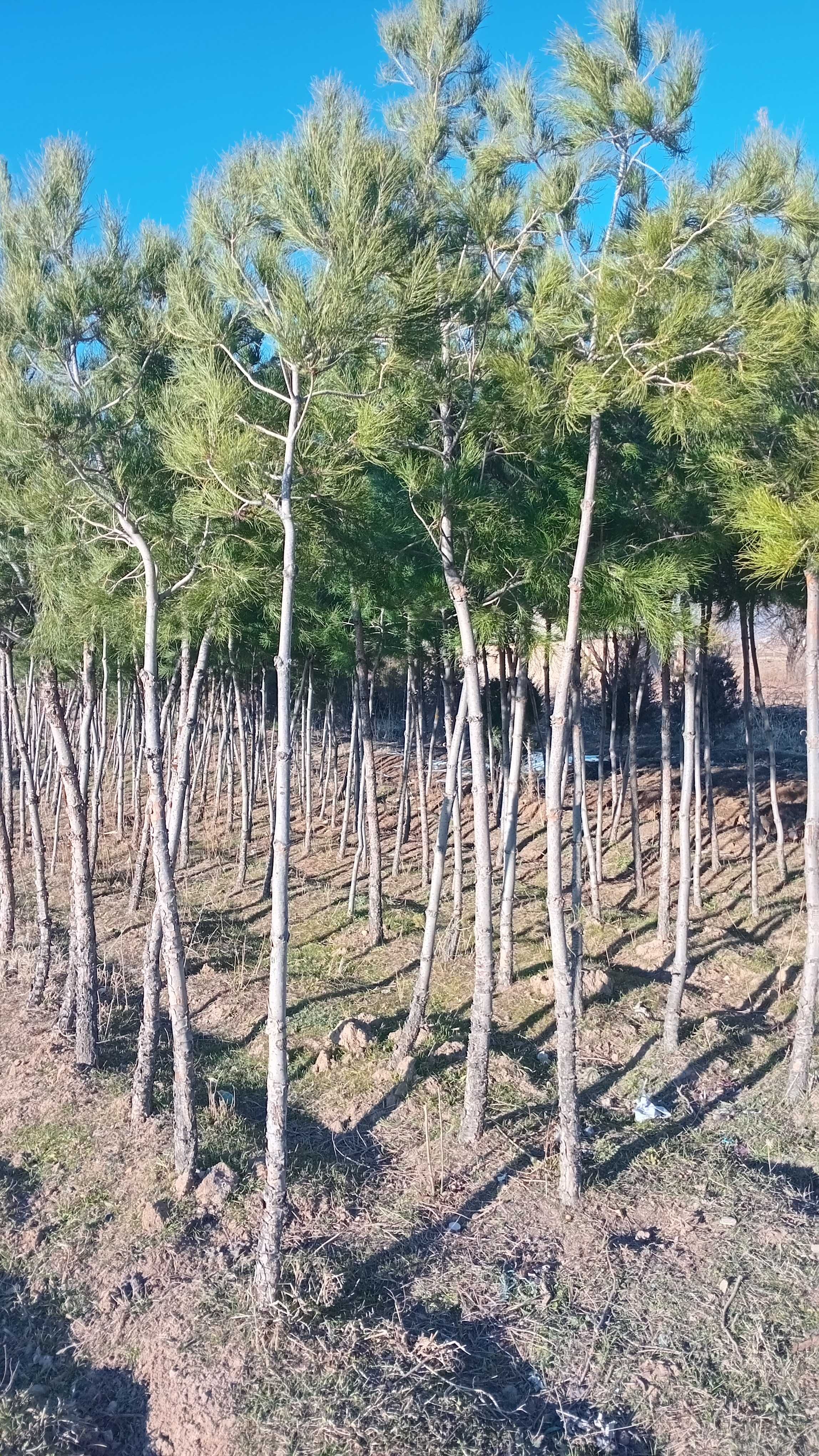 Eldarski archa sotiladi