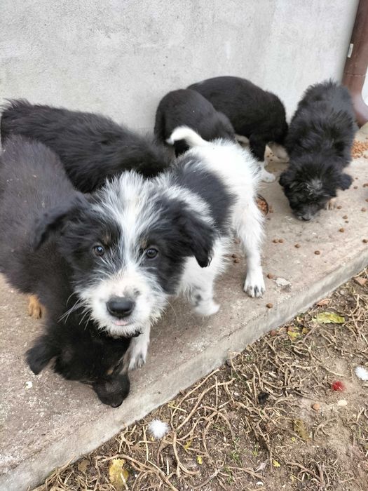 Adopții caini pui 2 luni