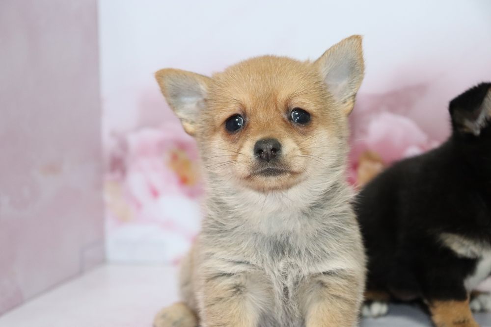 Щенки Той Терьера (Помтой)