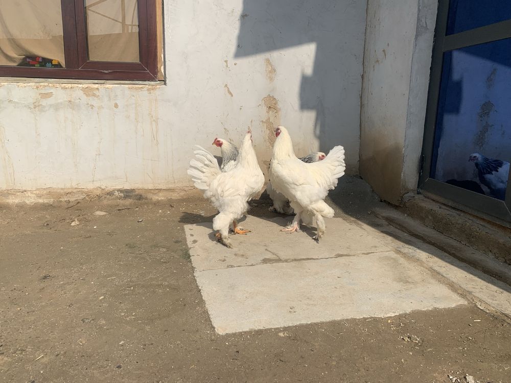 bromo xoroz tovuqlar