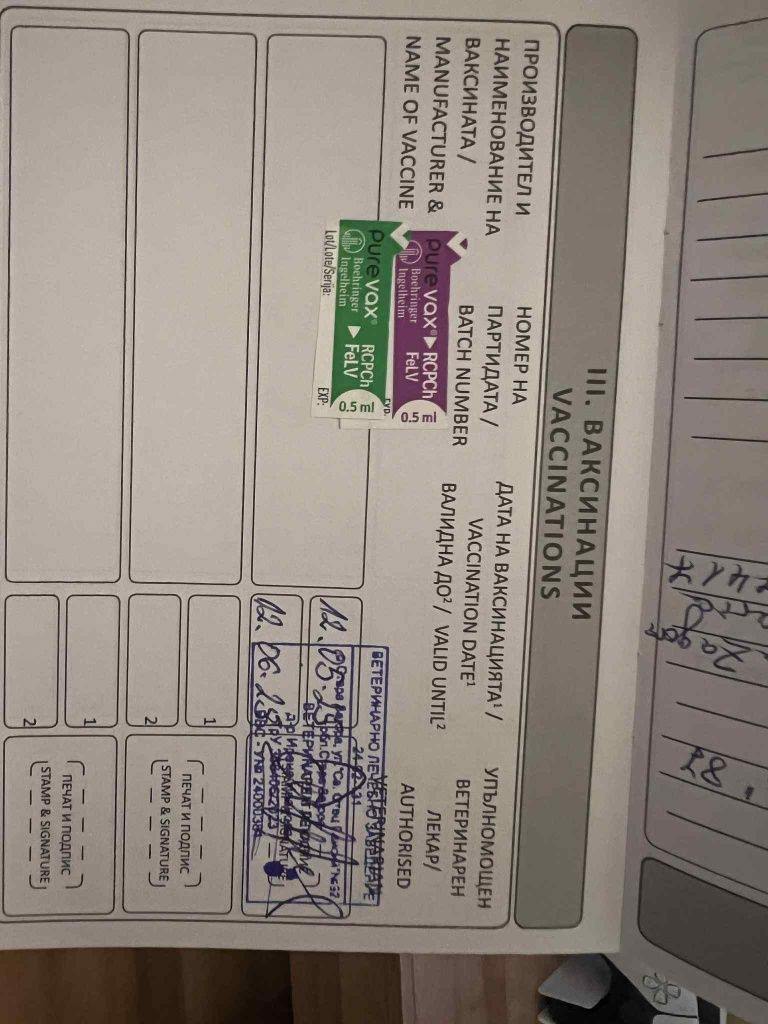 Мъжко британско късокосместо коте на 4 месеца