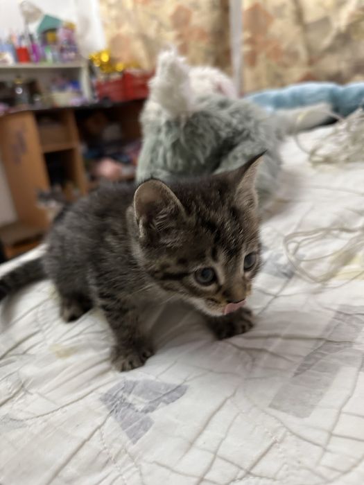 Отдаем котят в добрые руки