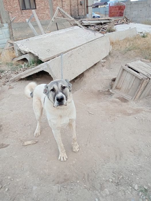 Продаётся алабай 8 месяцев, ухожен, привит, дружелюбный.