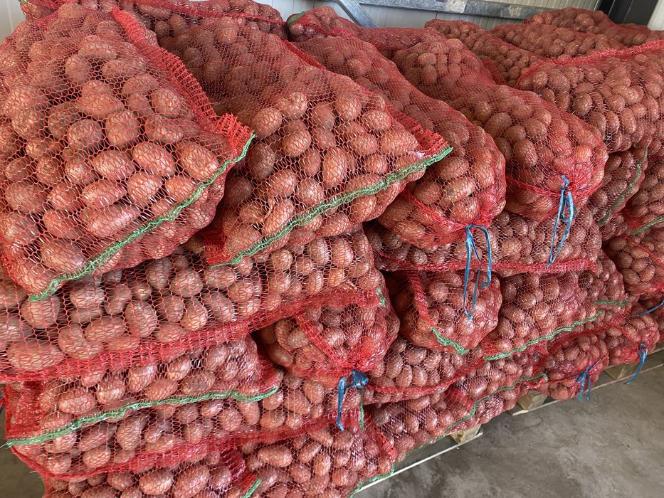 Samanta anul 1 , Rad Lady, Bellarosa, Edison alb, Rivola anul1 1,5  !