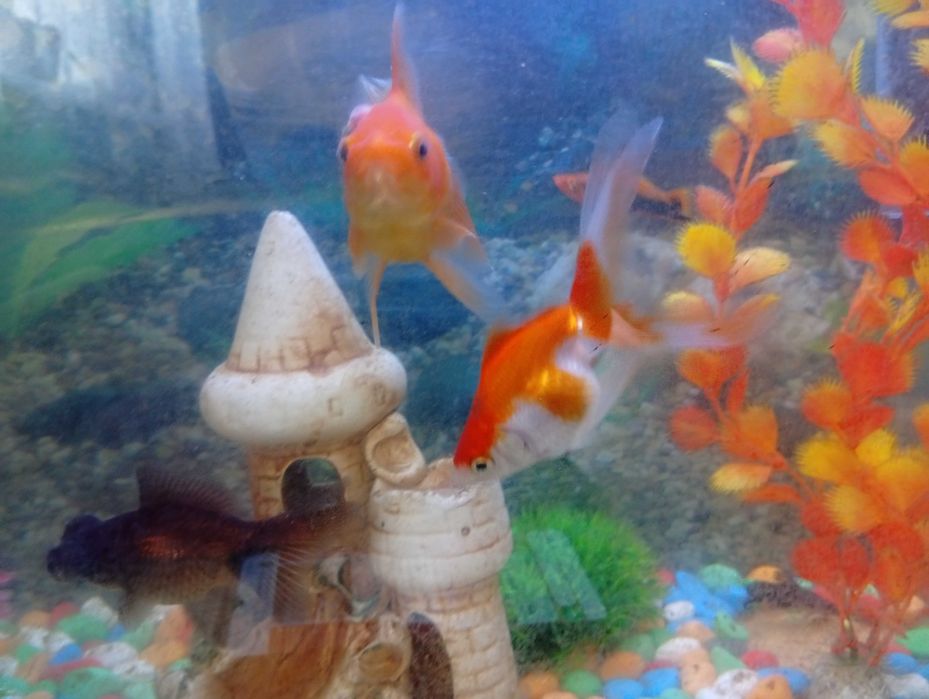 Продаем аквариум 40 литров с рыбками