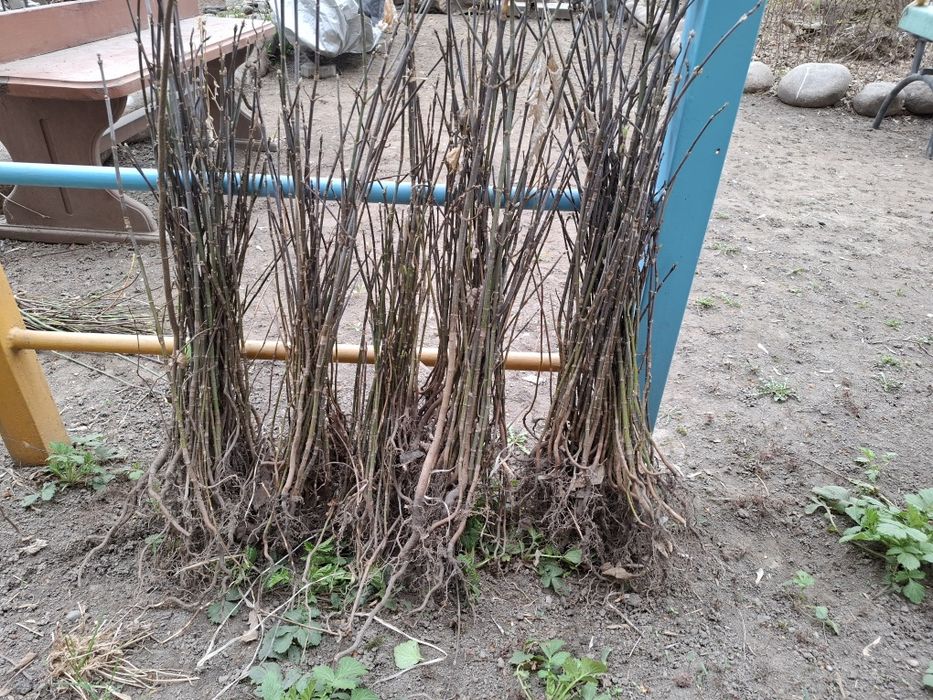 Саженцы Клёна 60 см