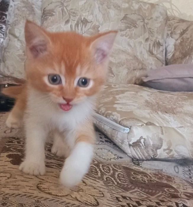 Скотиш страйт 2 месяцев