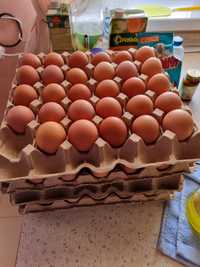 Инкубационное яйцо (жұмыртқа) Ломан Браун