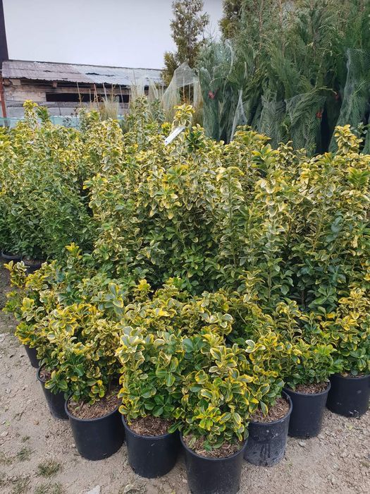 Tuia smarald Tuia Leilandi copaci ornamentali