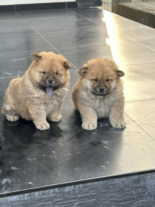 Chow chow cu pedegree