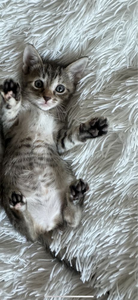 Doua Pisicute spre adoptie