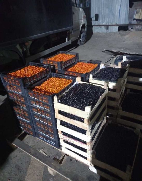 Продам  Облепиха