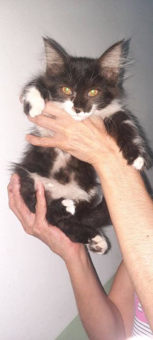 Котята ждут свои семьи!