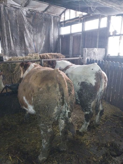 Vaci gestante luna 8 balțată romaneasca