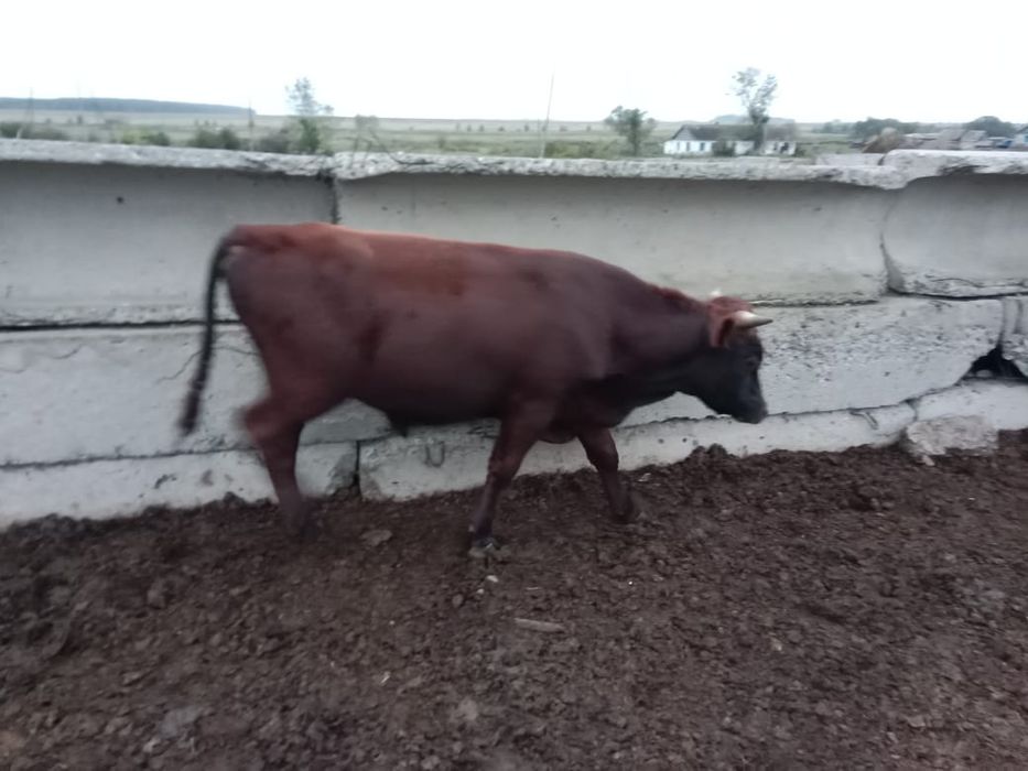 Продам 5 голов крс
