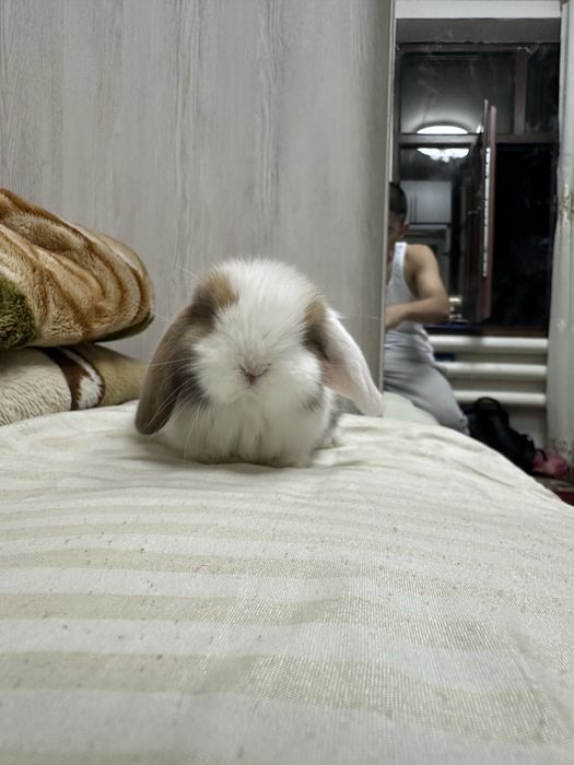 Basmala Farm’dan nafis va mehribon quyonchalar!