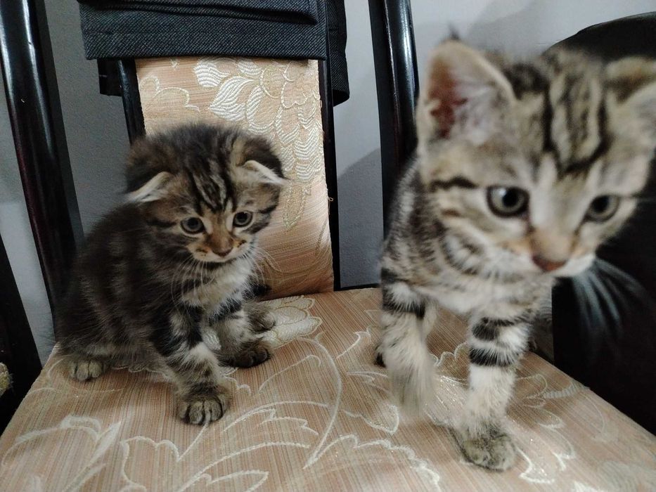 мушукчалар сотилади