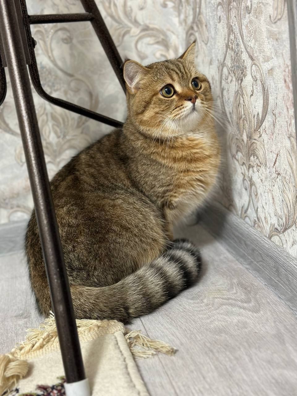 Продается кот Золотистая шиншилла
