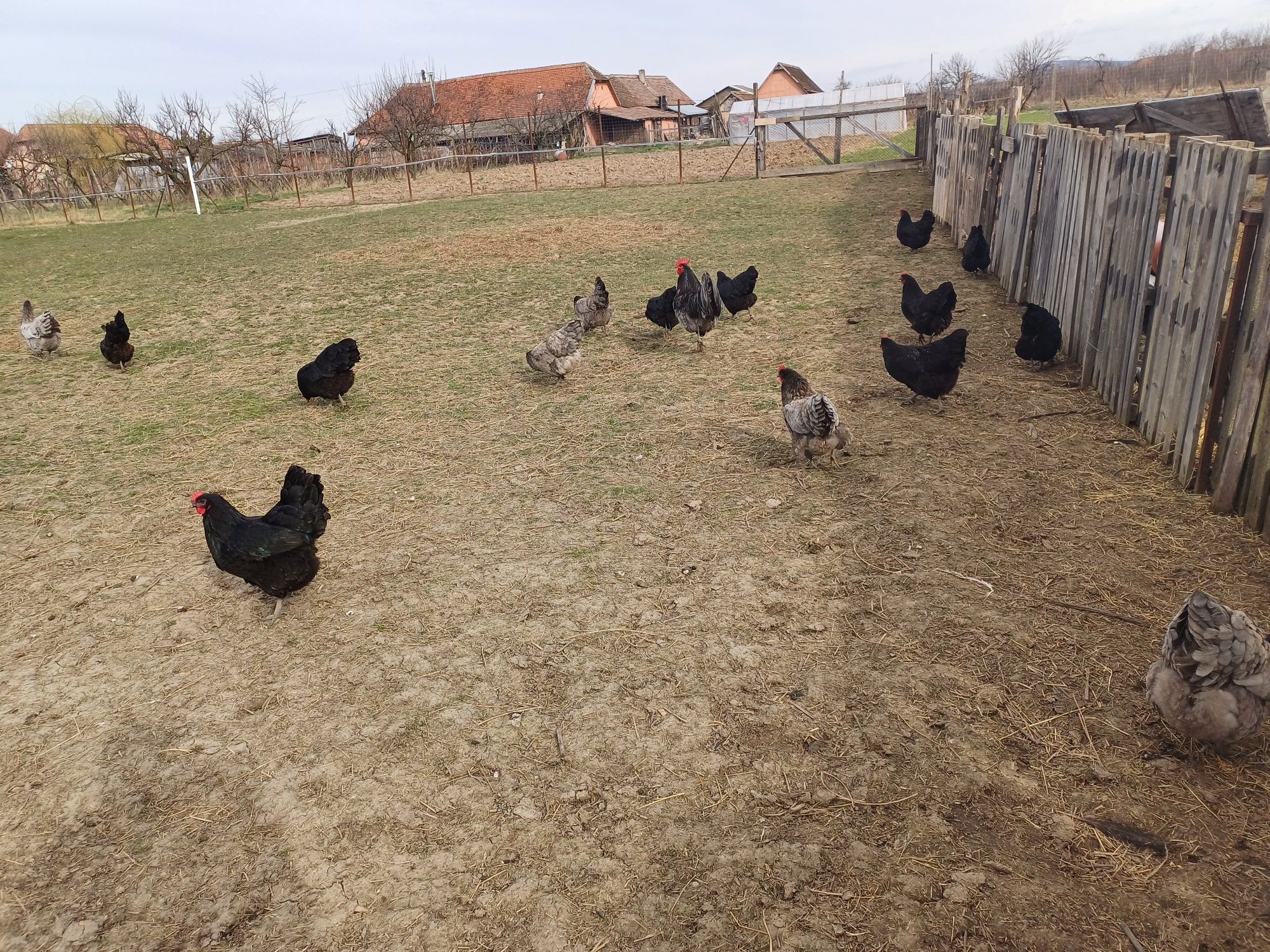 Oua australorp negru și albastru