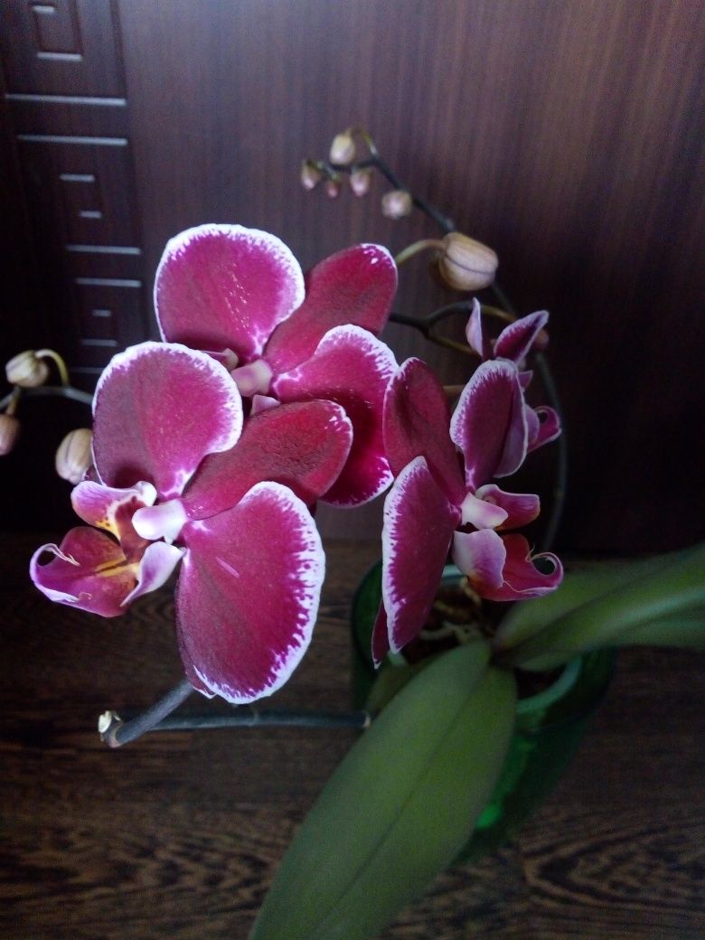 Лечебно алое ,хибискус, орхидеи, амарилис,кливия,корен жен-шен
