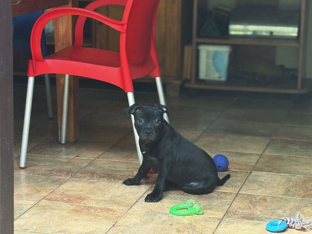 Staffordshire Bull Terrier femela