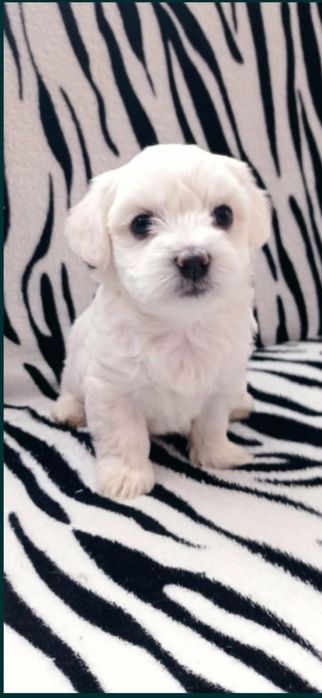 Bichon Maltez Puiuți