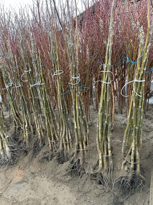 Pomi Fructiferi Certificați