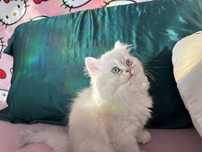 British longhair chinchilla white fur blue eyes pedigree