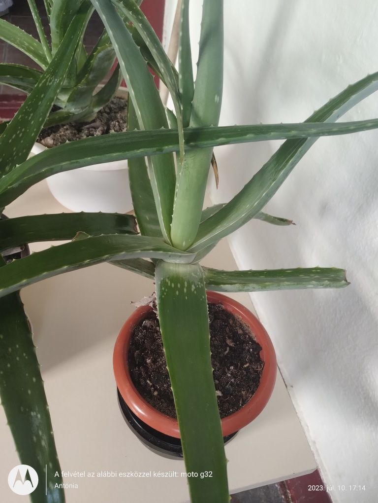 Vand planta Aloe Vera