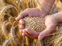 Пшеница цельная для животных