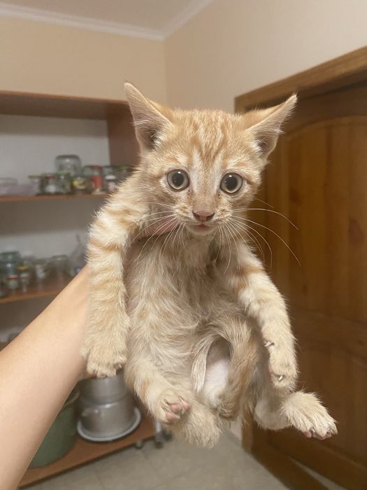 Ищкт дом котята мальчики и девочки